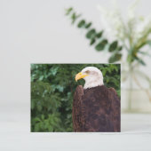 Magnificant Eagle Briefkaart (Staand voorkant)