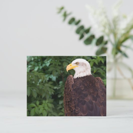 Magnificant Eagle Briefkaart (Staand voorkant)