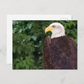 Magnificant Eagle Briefkaart (Voorkant / Achterkant)
