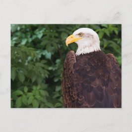 Magnificant Eagle Briefkaart
