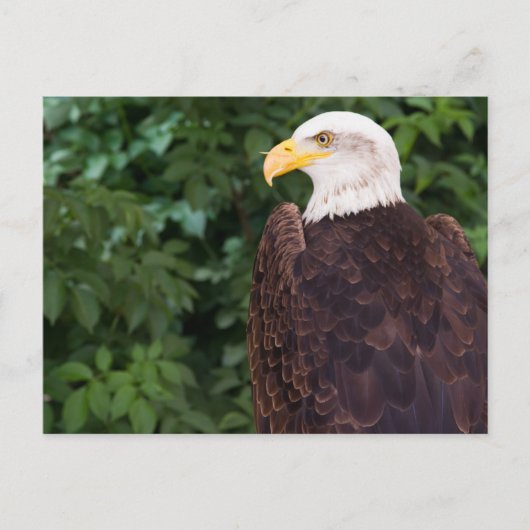 Magnificant Eagle Briefkaart (Voorkant)