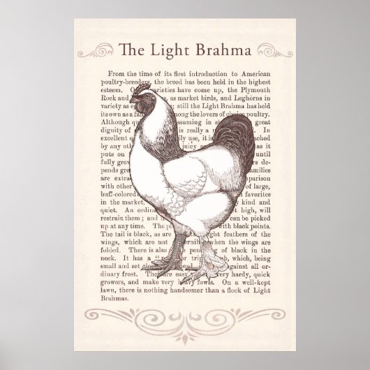 Magnificant Light Brahma Rooster Country Kitchen Poster (Voorkant)