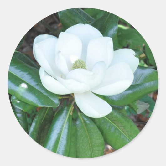 Magnificant Magnolia Ronde Sticker (Voorkant)