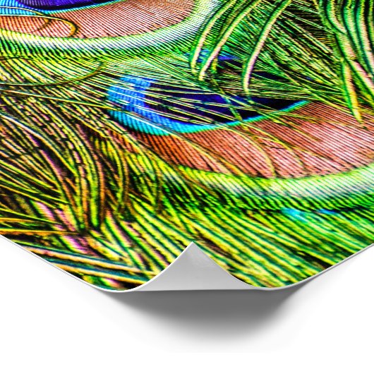 Magnificant Peacock Feathers Poster (Hoek)