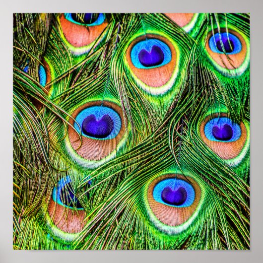 Magnificant Peacock Feathers Poster (Voorkant)