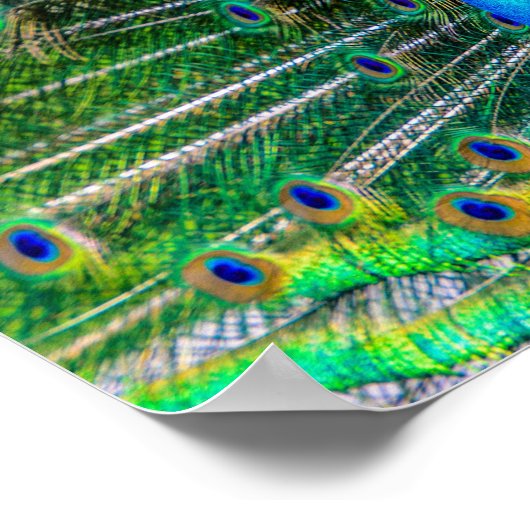 Magnificant Peacock met zijn Tail Feathers Open Poster (Hoek)