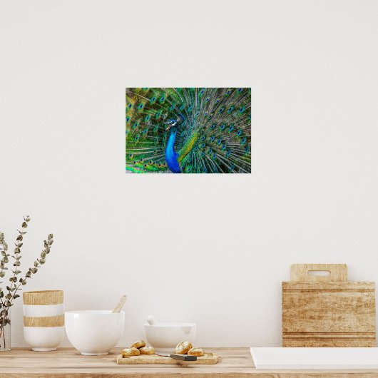 Magnificant Peacock met zijn Tail Feathers Open Poster (Keuken)