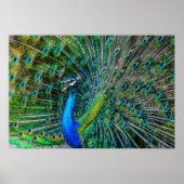 Magnificant Peacock met zijn Tail Feathers Open Poster (Voorkant)