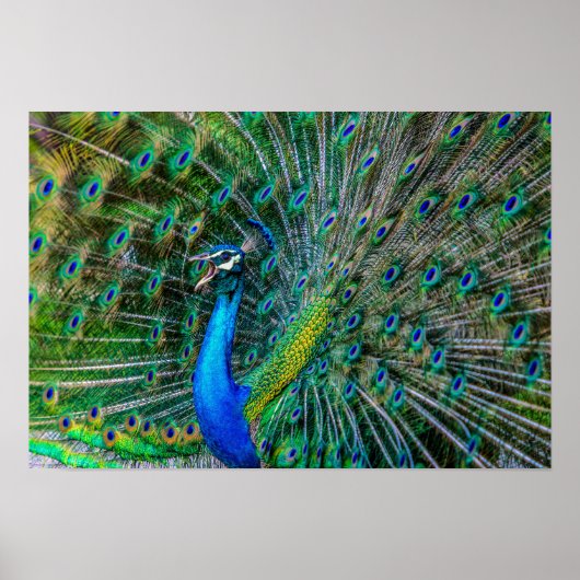Magnificant Peacock met zijn Tail Feathers Open Poster (Voorkant)