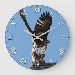 Magnificant Red-Tailed Hawk Raptor Bird of Prey Grote Klok