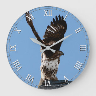 Magnificant Red-Tailed Hawk Raptor Bird of Prey Grote Klok