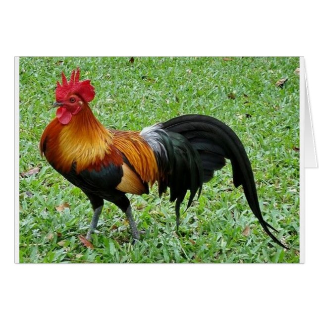 Magnificant Rooster (Voorkant Horizontaal)