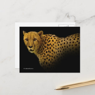 Magnificante Cheetah Big Wild Cat Briefkaart