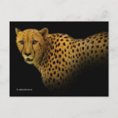 Magnificante Cheetah Big Wild Cat Briefkaart (Voorkant)