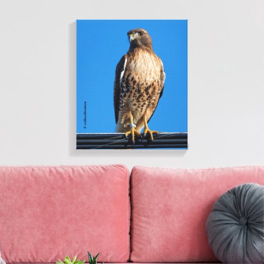 Magnificante Red-Tailed Hawk in de zon Canvas Afdruk (Insitu (Woonkamer))