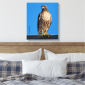 Magnificante Red-Tailed Hawk in de zon Canvas Afdruk (Insitu (Slaapkamer))
