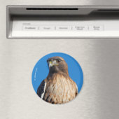 Magnificante Red-Tailed Hawk in de zon Magneet (Insitu (Vaatwasser))