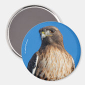 Magnificante Red-Tailed Hawk in de zon Magneet (Voorkant / Achterkant)