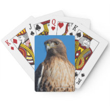 Magnificante Red-Tailed Hawk in de zon