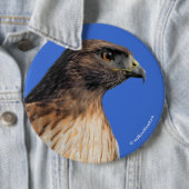 Magnificante Red-Tailed Hawk in de zon Ronde Button 6,0 Cm (In situ)