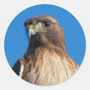 Magnificante Red-Tailed Hawk in de zon Ronde Sticker