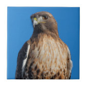 Magnificante Red-Tailed Hawk in de zon Tegeltje (Voorkant)