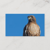 Magnificante Red-Tailed Hawk in de zon Visitekaartje (Voorkant)