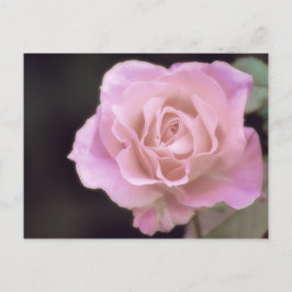 Magnificante roze Rose Briefkaart