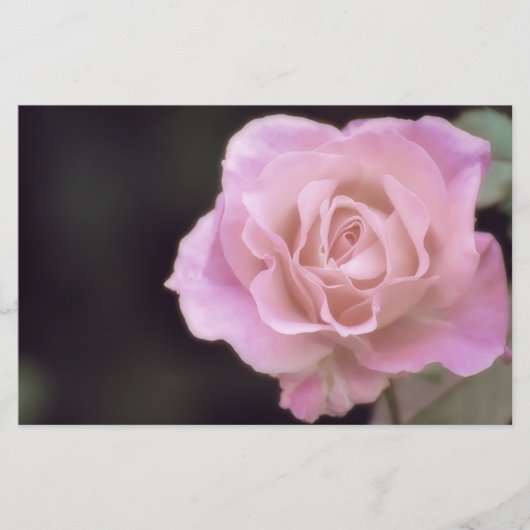 Magnificante roze Rose Briefpapier (Voorkant)
