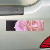 Magnificante roze Rose Bumpersticker (Op auto)