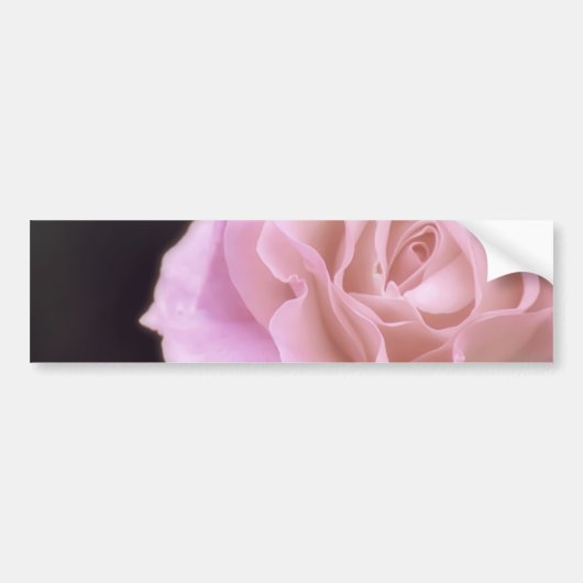 Magnificante roze Rose Bumpersticker (Voorkant)