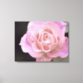Magnificante roze Rose Canvas Afdruk
