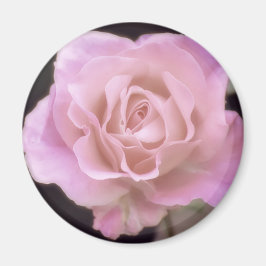 Magnificante roze Rose Magneet