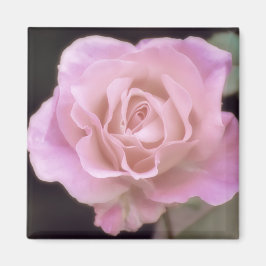 Magnificante roze Rose Magneet