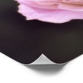 Magnificante roze Rose Poster (Hoek)