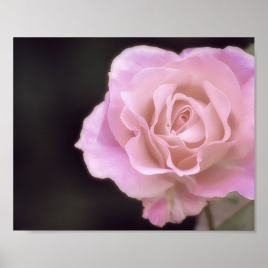 Magnificante roze Rose Poster (Voorkant)