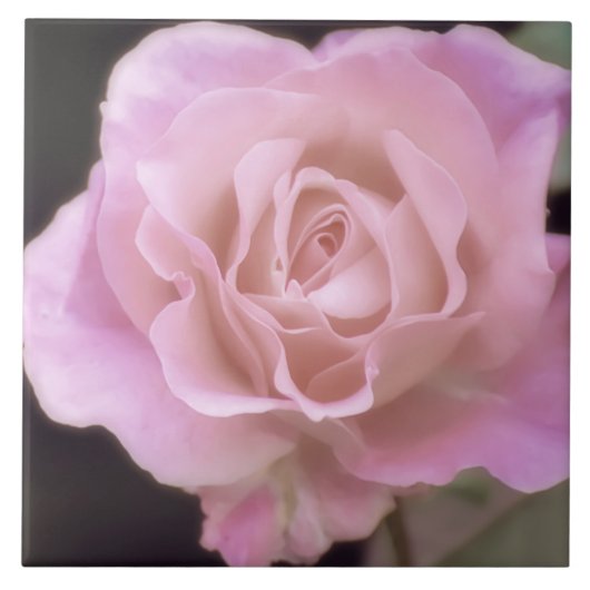 Magnificante roze Rose Tegeltje (Voorkant)