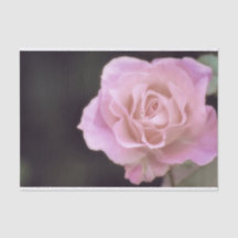 Magnificante roze Rose