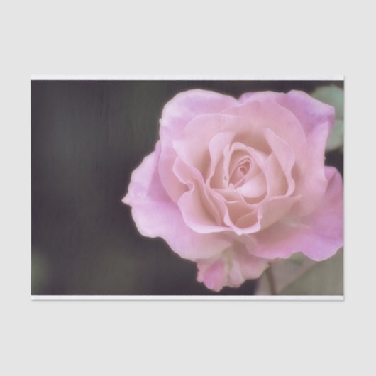 Magnificante roze Rose Tissuepapier (Voorkant)