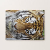 Magnificante tijger | Grote katten Legpuzzel (Horizontaal)