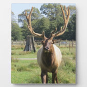 Magnificent Bull Elk op 8"x10" Easel plaque Fotoplaat (Voorkant)