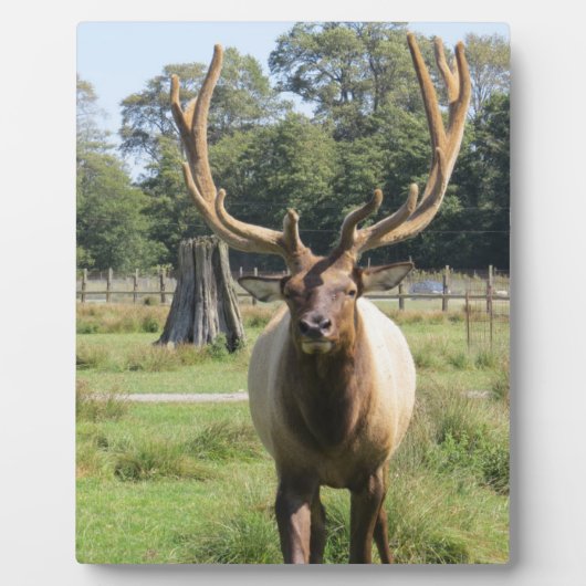 Magnificent Bull Elk op 8"x10" Easel plaque Fotoplaat (Voorkant)