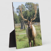 Magnificent Bull Elk op 8"x10" Easel plaque Fotoplaat (Zijkant)