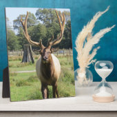 Magnificent Bull Elk op 8"x10" Easel plaque Fotoplaat (Zijkant)