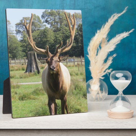 Magnificent Bull Elk op 8"x10" Easel plaque Fotoplaat (Zijkant)