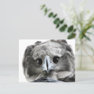 "Magnificent Harpy Eagle" Briefkaart