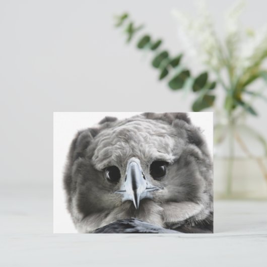 "Magnificent Harpy Eagle" Briefkaart (Staand voorkant)