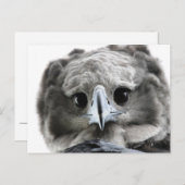 "Magnificent Harpy Eagle" Briefkaart (Voorkant / Achterkant)