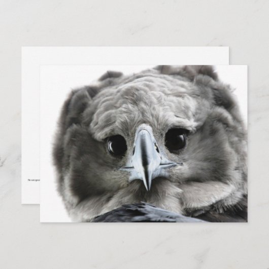 "Magnificent Harpy Eagle" Briefkaart (Voorkant / Achterkant)
