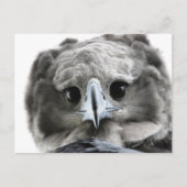 "Magnificent Harpy Eagle" Briefkaart (Voorkant)